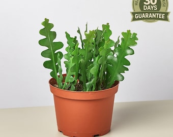 NEW Ric Rac Cactus, Fishbone Cactus, Epiphyllum Cryptocereus, Unique Trailing Houseplant, Easy Care Cactus, Zig Zag Plant