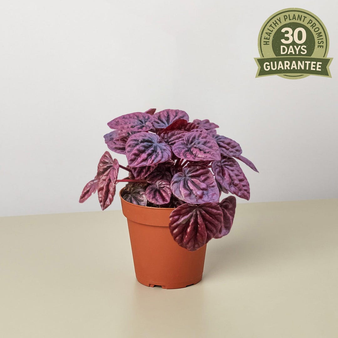 Red Radiator Plant NEW Peperomia Ripple Red, Red Ripple Radiator Plant, Variegated Indoor ...