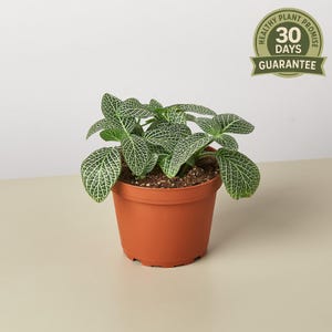 Fittonia White Nerve Plant, Fittonia Albivenis, Veined Leaf Houseplant, Pet Safe, Compact Evergreen Plant, Terrarium Plant