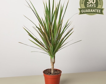 Dracaena Marginata (dragon Tree) - Elegant Indoor Plant With Red-edged  Leaves - Easy Care Houseplant - Etsy