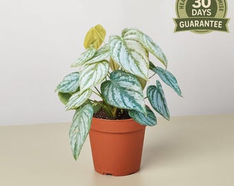 May include: A potted houseplant with large, textured leaves in shades of green and silver. The plant is in a terracotta-colored pot. A circular emblem with the text "Healthy Plant Promise 30 Days Guarantee" is visible.