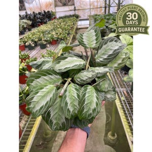 Maranta Silver - Etsy