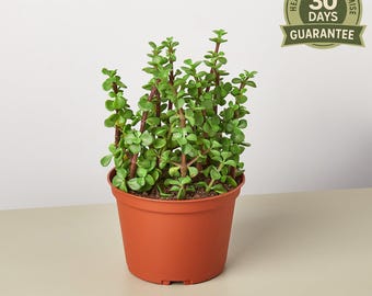 Elephant Bush, Portulacaria Afra, Easy Care Succulent, Indoor Houseplant,  Compact Pad Leaf Plant, Drought Tolerant - Etsy