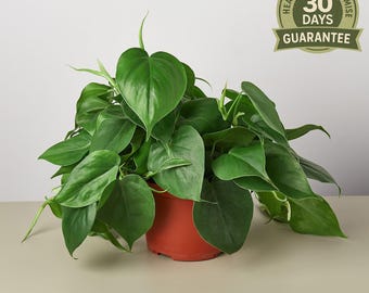 Könnte beinhalten: Eine gesunde, grüne Herzblatt-Philodendron-Pflanze in einem Terrakotta-Topf. Die Pflanze hat viele herzförmige Blätter und ist mit einem "Healthy Plant Promise" und einer 30-Tage-Garantie versehen.