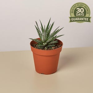 eucalyptus indoor plant Eucalyptus Plant Care Guide main image 1
