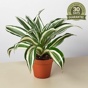 White Stripe Dracaena - Etsy