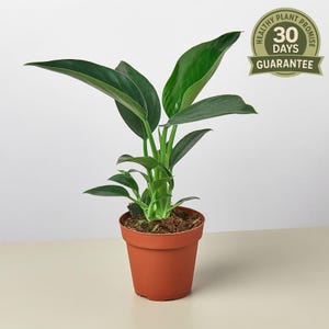 portulaca succulent plant Portulaca Molokiniensis