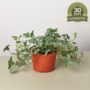 English Ivy ‘Glacier’, Hedera Helix Glacier, Variegated Ivy, Fast Growing Vining Houseplant, Trailing Indoor Plant