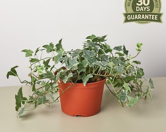 NEW English Ivy ‘Glacier’, Hedera Helix Glacier, Variegated Ivy, Fast Growing Vining Houseplant, Trailing Indoor Plant
