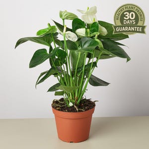 Anthurium White, Anthurium andraeanum, Live Flowering Houseplant, Exotic Indoor Plant, Glossy Leaves, Long Lasting Blooms, Elegant Decor