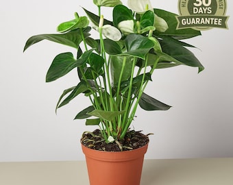 NEW Anthurium White, Anthurium andraeanum, Live Flowering Houseplant, Exotic Indoor Plant, Glossy Leaves, Long Lasting Blooms, Elegant Decor