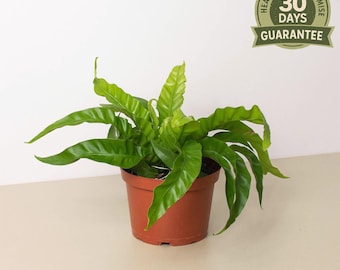 NEW Hurricane Bird’s Nest Fern, Asplenium Antiquum Hurricane, Twisted Bird’s Nest Fern, Easy Care Indoor Plant, Glossy Leaf Houseplant
