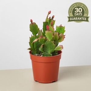Christmas Cactus, Zygocactus, Schlumbergera Truncata, Holiday Cactus, Flowering Houseplant, Easy Care Indoor Plant