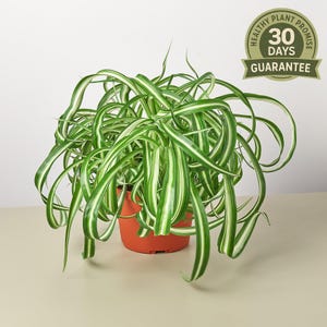 NEW Spider Plant 'Bonnie', Chlorophytum Comosum, Curly Airplane Plant, Easy Care Air Purifier, Pet Friendly Houseplant