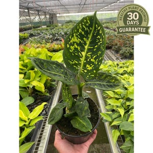 Dieffenbachia &#39;Reflector&#39;, Dumb Cane Reflector, Lime & Yellow Speckled Foliage, Low Light Houseplant