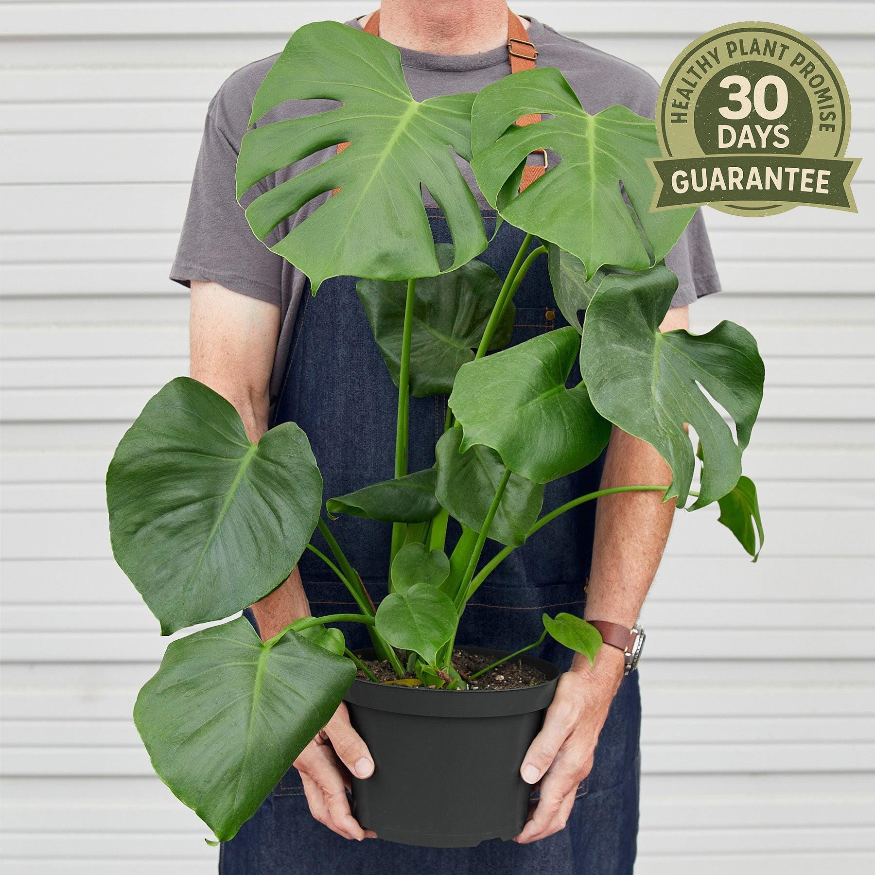 NEW Monstera Deliciosa, Split Leaf Philodendron, Climbing Evergreen ...