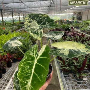 Variegated Frydek Alocasia, Variegated Green Velvet, Narrow Arrowhead Leaves, Rare Collector Houseplant, 4” Pot, Exotic Indoor Plant