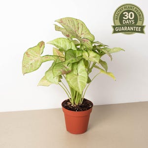 NEW Syngonium Confetti, Pink Variegated Arrowhead Plant, Rare Indoor Houseplant, Syngonium podophyllum, Easy Care, Collector Foliage, Unique
