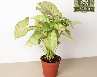 May include: A potted Syngonium plant with light green and pink-speckled leaves. The plant is in a terracotta-colored pot. A green and gold circular sticker with the text "Healthy Plant Promise 30 Days Guarantee" is visible.