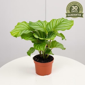 Calathea Orbifolia, Large Round Leaves, Striped Decorative Foliage, Prayer Plant, Easy Air Purifying Houseplant