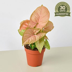Syngonium Strawberry, Pink Variegated Goosefoot Plant, Arrowhead Houseplant, Syngonium podophyllum, Colorful Foliage, Easy Care, Unique Gift