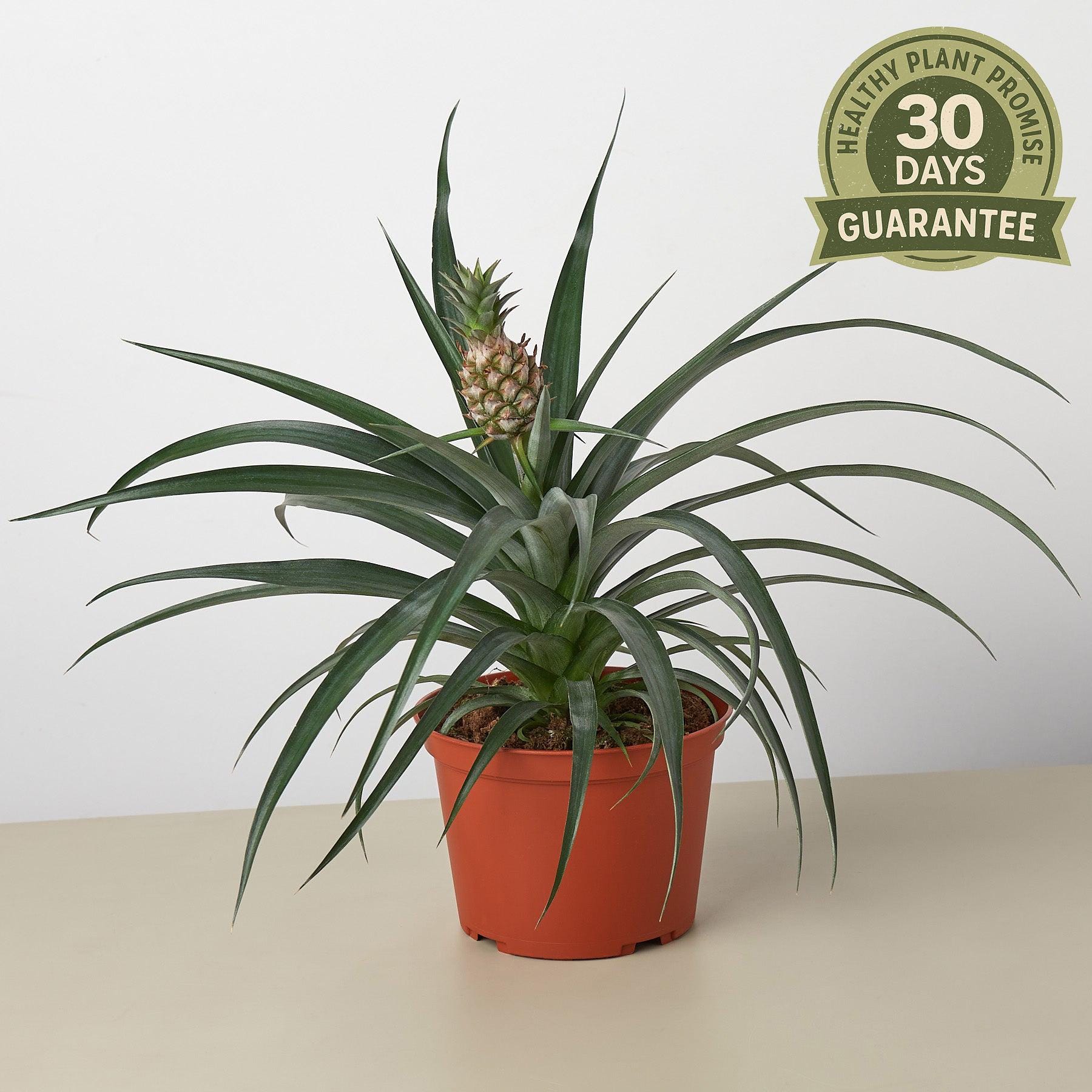 croton plant flowering Croton Mammy Red, Mammey Live Tropical Plant Indoor or Outdoor