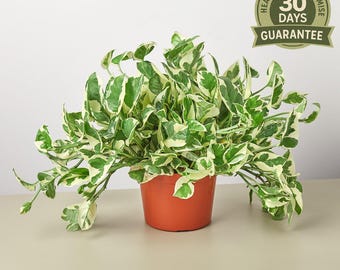 NEW N'joy Pothos, Epipremnum Aureum, Devil’s Ivy, White Variegated Trailing Houseplant, Easy Care Indoor Air Purifier