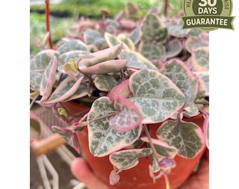NEW Variegated String of Hearts, Ceropegia Woodii Variegata, Trailing Succulent, Heart Shaped Leaves, Pink Foliage, Hanging Plant