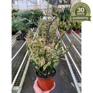 May include: A potted Pencil Cactus plant with green stems and variegated leaves in shades of green, pink, and cream. The plant is in a terracotta-colored pot. A green and gold sticker reads "HEALTHY PLANT PROMISE 30 DAYS GUARANTEE."