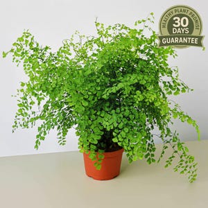 Maidenhair Fern, Adiantum Capillus-Veneris, Black Maidenhair, Delicate Indoor Fern, Pet Safe Houseplant, Soft Foliage, Shade Loving Fern