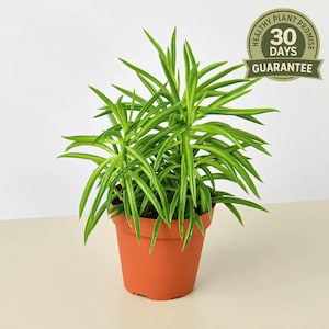 Peperomia Green Bean, Peperomia Ferreyrae, Pincushion Peperomia, Succulent Foliage, Pet Safe, Unique Easy Care Houseplant