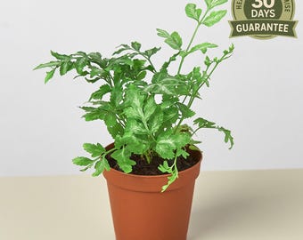 New Fern 'Silver Lace' (Pteris ensiformis), Delicate Silvery Green Indoor Tropical Fern, Compact Houseplant