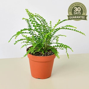Lemon Button Fern, Nephrolepis cordifolia, Boston Fern Duffii, Compact Indoor Houseplant, Easy Care, Lush Foliage, Air Purifying