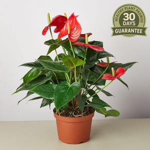 Red Anthurium, Anthurium andraeanum, Flamingo Flower, Exotic Houseplant, Heart Leaf, Indoor Flowering Plant, Long Bloom, Tropical Decor