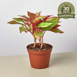 Chinese Evergreen Red Siam, Aglaonema Red Siam, Live Houseplant, Easy Care, Red Foliage, Low Light Plant, Indoor Decor, Air Purifying