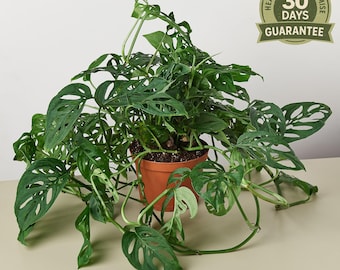 NEW Monstera Adansonii Swiss Cheese, Swiss Cheese Vine, Five Holes Plant, Indoor Climbing Houseplant, Easy Care