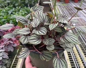 NEW Peperomia 'Picollo Banda' Striped Compact Indoor Plant, Easy Care Tabletop Terrarium