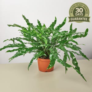 Kangaroo Paw Fern, Microsorum Diversifolium, Kangaroo Foot, Heart Fern, Easy Care Indoor Houseplant, Glossy Leaf, Pet Safe Fern
