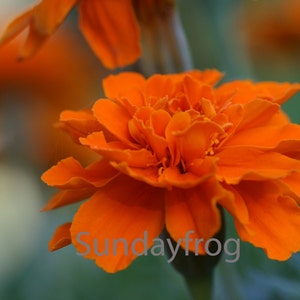 Orange Flowers