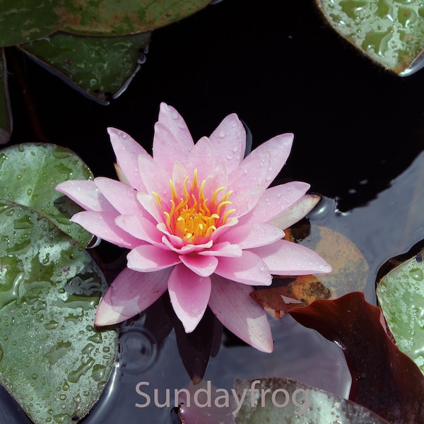 Water Lily - Pink