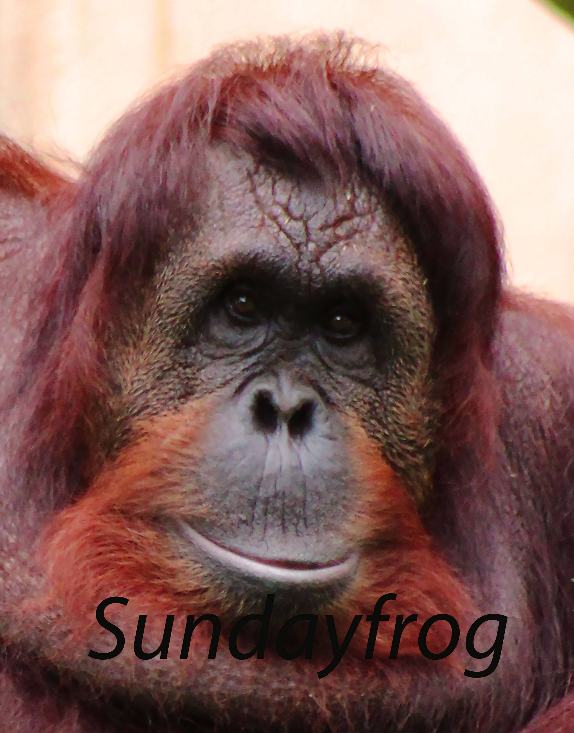 Orangutan Etsy