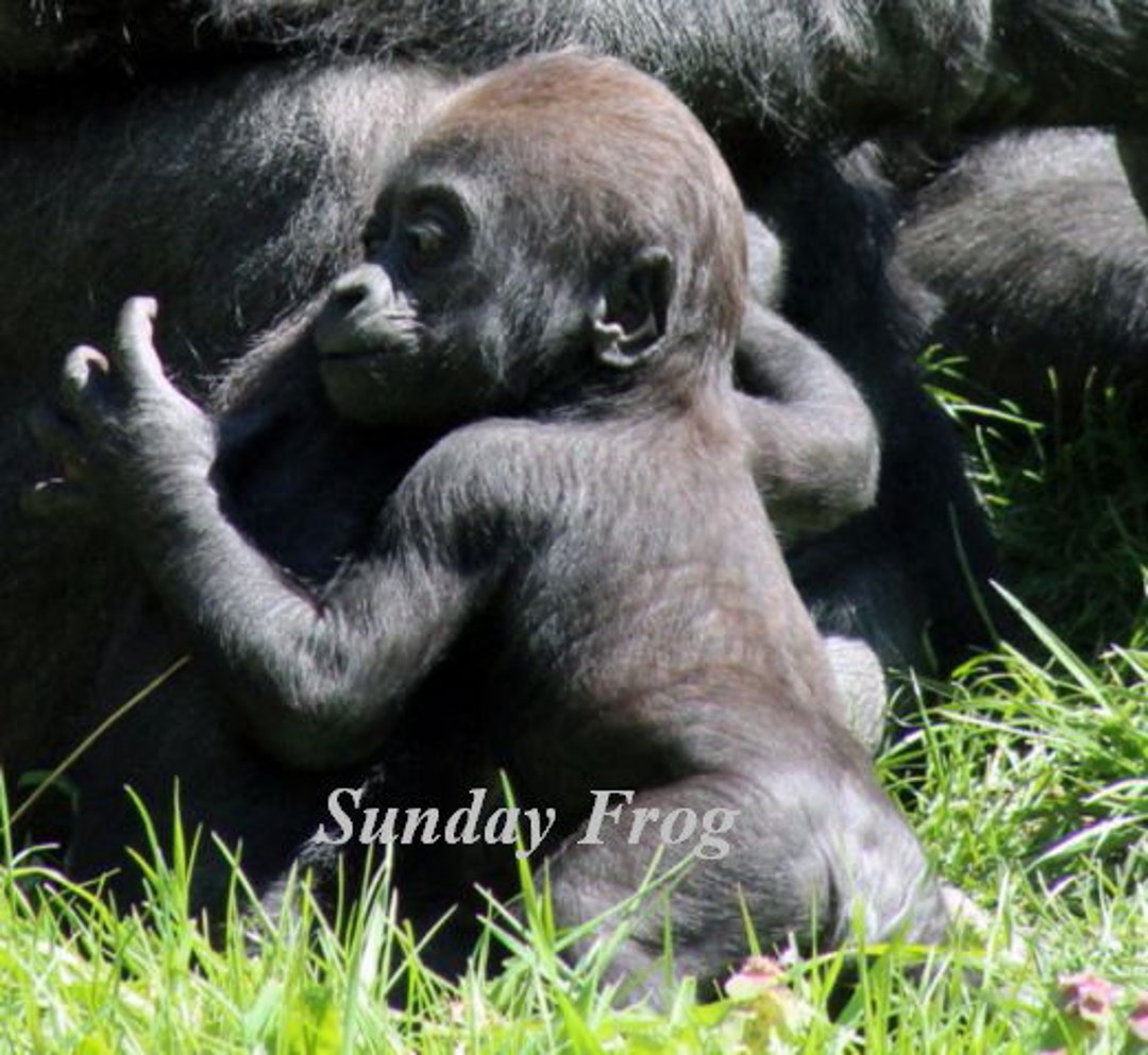 Baby Gorilla Print - Etsy