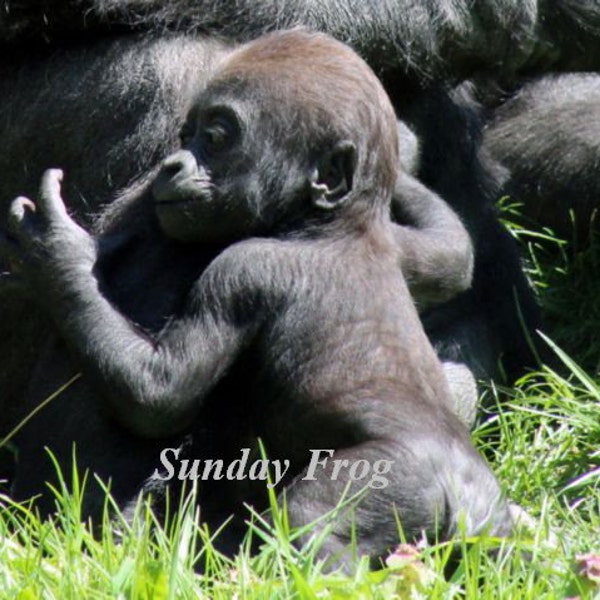 Baby Gorilla Print