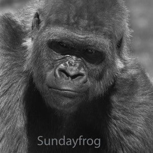 Black and White Gorilla