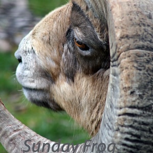 Ram
