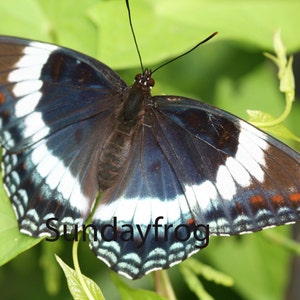 Admiral Butterfly