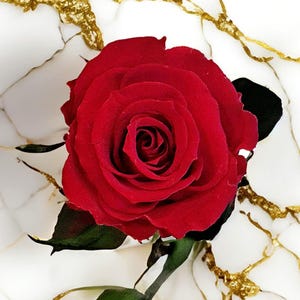 26 cm konservierte Rose mit Stiel - echte langlebige Rose, perfekt für elegante Geschenke & Home Decor