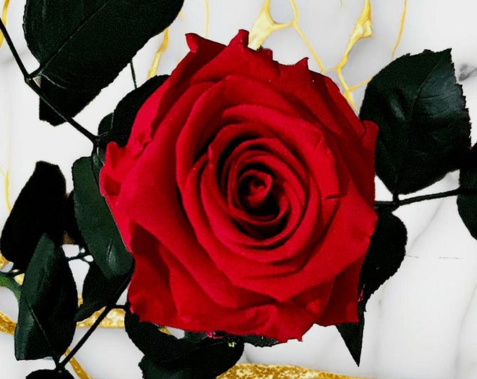 50cm Preserved Rose with Stem: Lasting Floral Gift