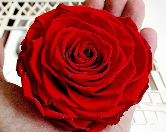 XXL Preserved Ecuadorian Rose: Lasts Years, Luxury Gift