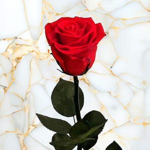 50cm Preserved Rose: Long-Lasting Real Flower Gift & Home Decor